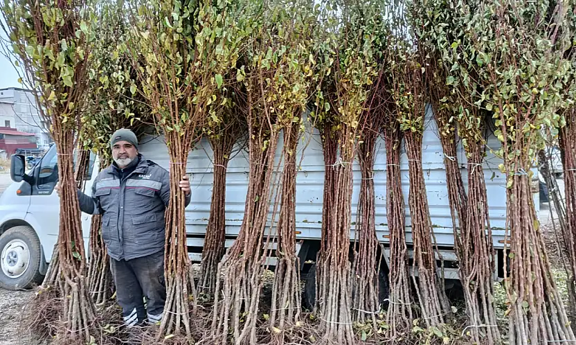Kayısı fidanı satıcıları: Talep artarak büyüyor