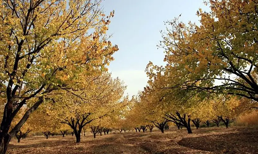 Kayısı Bahçelerinde Sonbahar Mücadelesi Başladı!