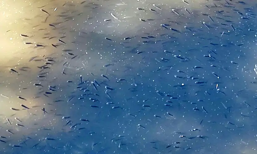 Kuraklık balıkları vurdu