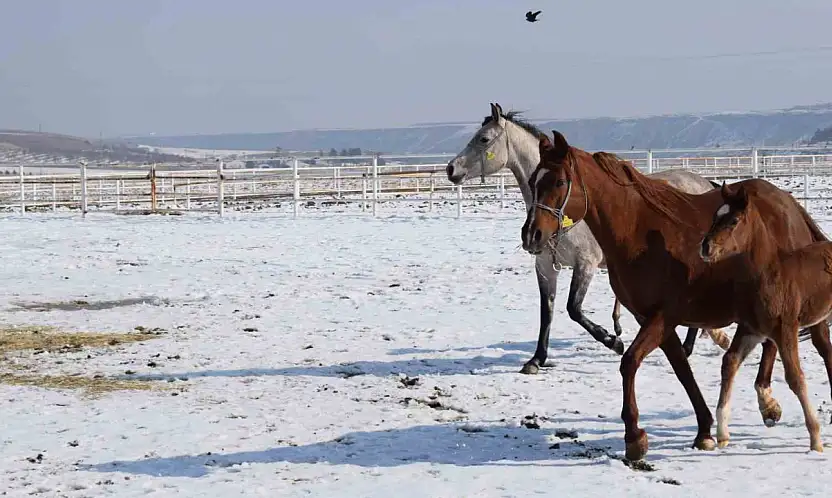 Geleceğin Efsane Yarış Atları Malatya'da Doğuyor