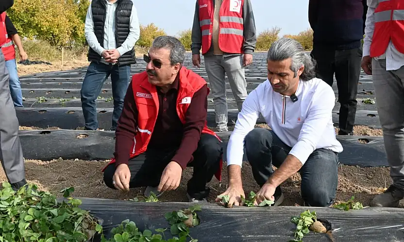 Malatya'da çilek yetiştiriciliğinde hibe destekli proje başladı