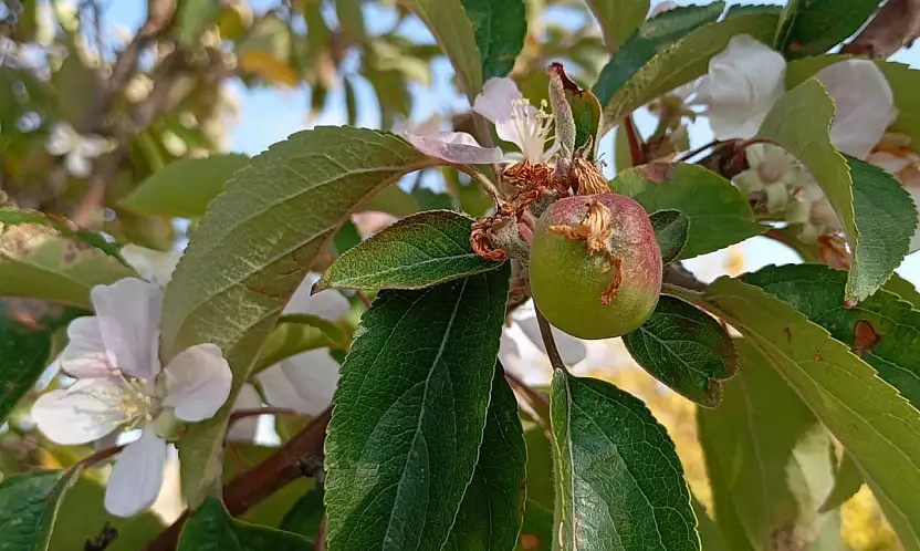 Malatya'da elma ağacı çiçek açıp meyve verdi