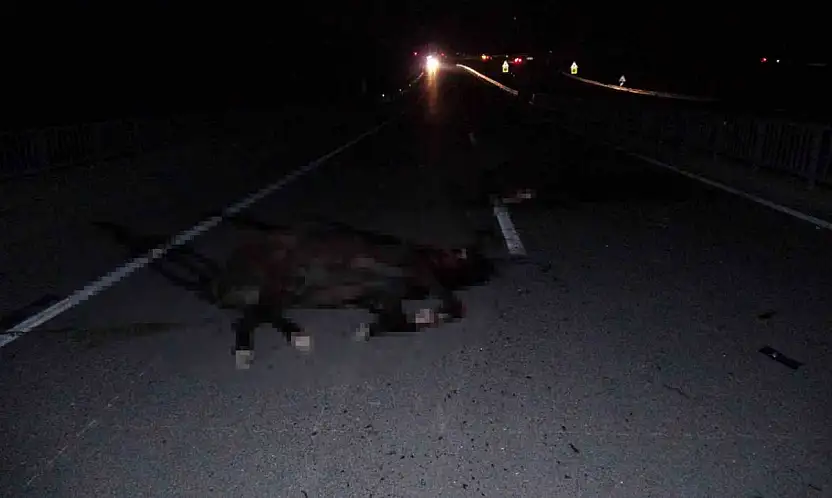 Milyonluk taylar karayolunda telef oldu