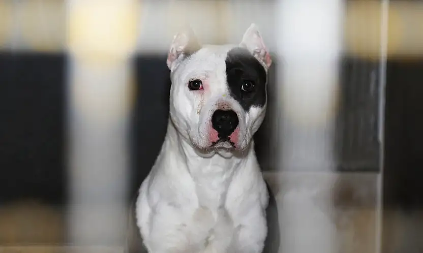 Pitbull Davasında Yargıtay Son Noktayı Koydu