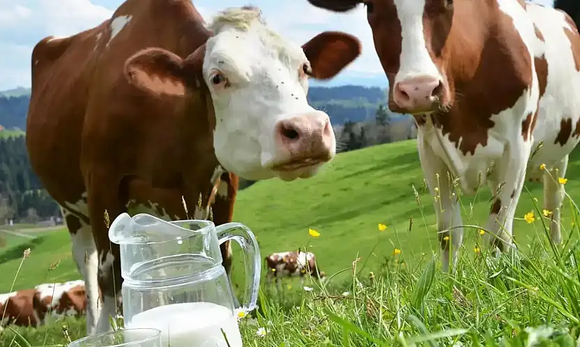 Süt Sektöründe Kritik Ekim Verileri: Düşüş ve Artış Bir Arada