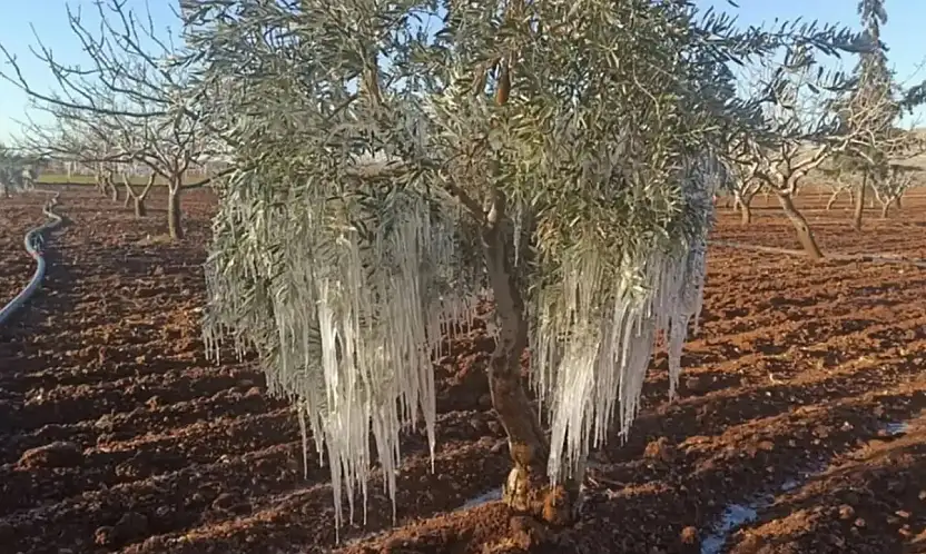 TARSİM 2026 Açıklandı: Hangi Ürünler Sigorta Kapsamında?