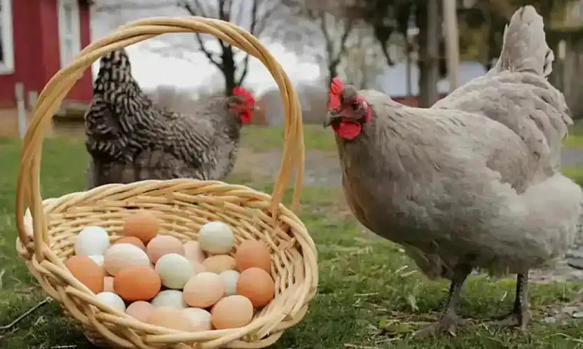 Tavuk Eti Üretimi Hız Kazandı: Sektörde Neler Oluyor?