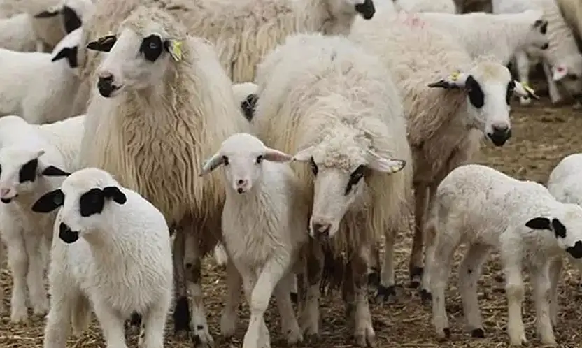 TİGEM 1200 Kuzuyu Satışa Çıkarıyor! İhale Tarihi Açıklandı