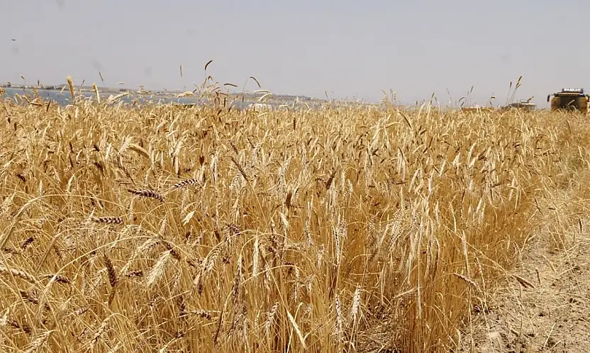 TİGEM 327 Ton Buğdayı Satışa Çıkardı: İhale Tarihi Belli Oldu