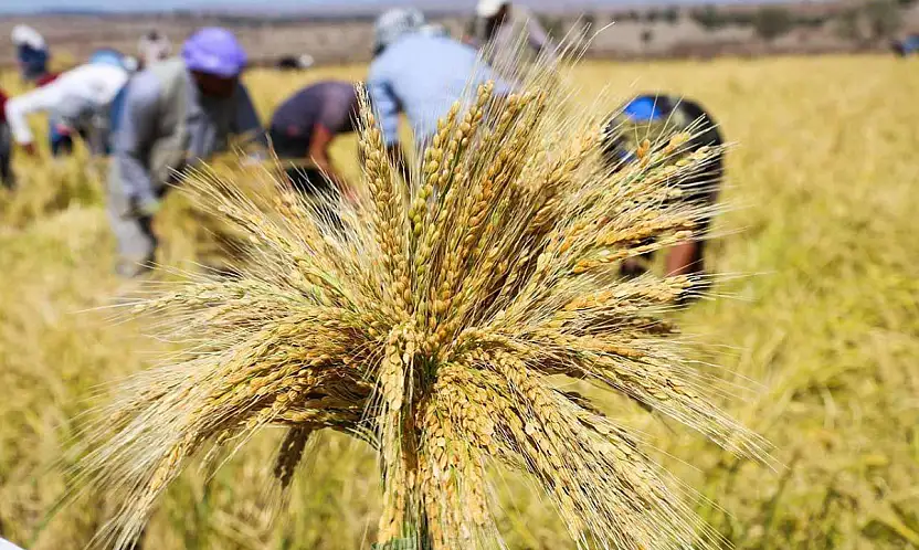 TMO çeltik alım fiyatlarını açıkladı