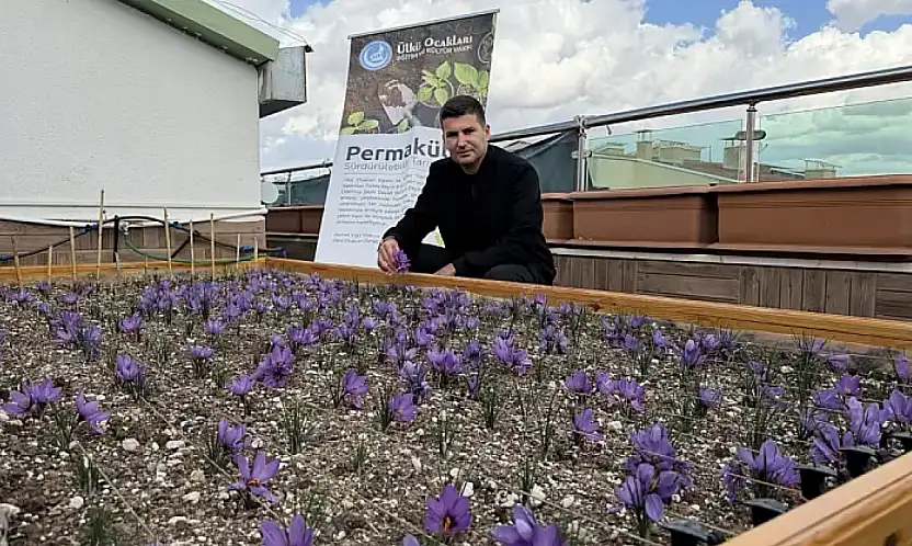 Ülkü Ocakları Genel Merkezi'nin Terasında Safran Hasadı!