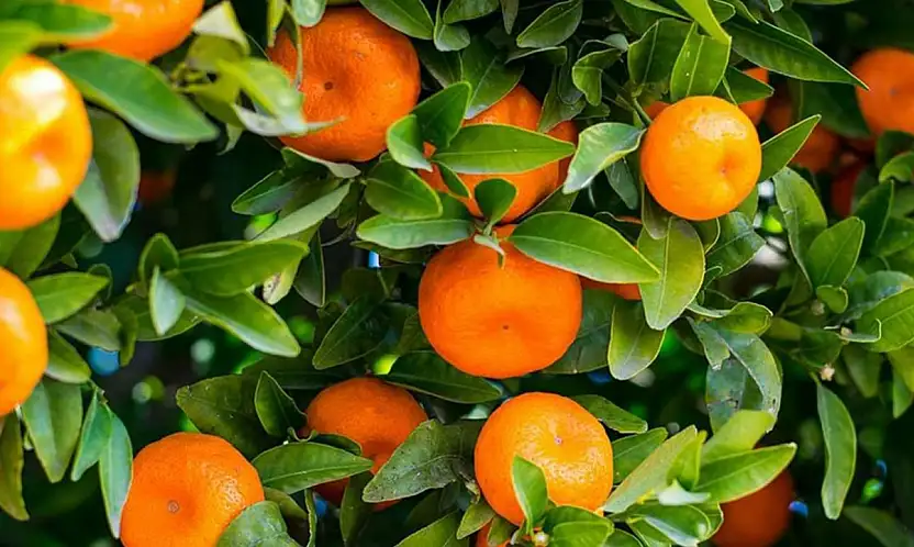 Yaş Meyve İhracatının Lideri Mandalina Oldu