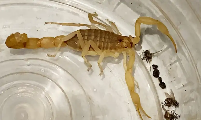 Zehri 10 Milyon Dolar! Anadolu Sarı Akrebi Satıcısı Yakalandı